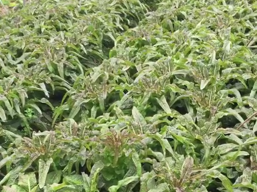 莴笋怎么种植能高产？莴笋怎么施肥好？