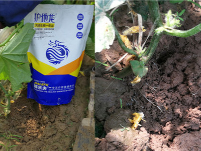 怎样防治黄瓜上的根结线虫病害?