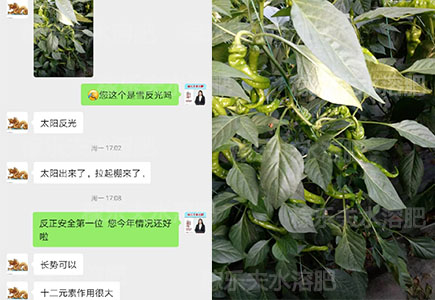 辣椒叶面肥哪家好?