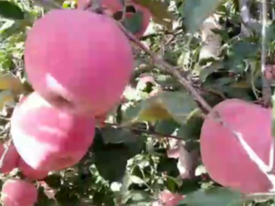 河北秦皇岛昌黎县苹果种植户刘经理——稼乐夫水溶肥客户案例