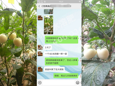 人参果膨果用什么高钾肥效果好?