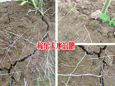 番茄苗生根选择什么微生物菌剂好?