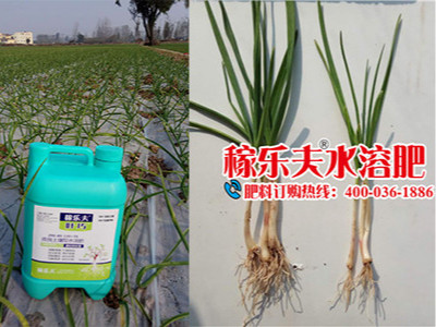 郑州中牟蒜苗种植户王姐——稼乐夫水溶肥客户案例