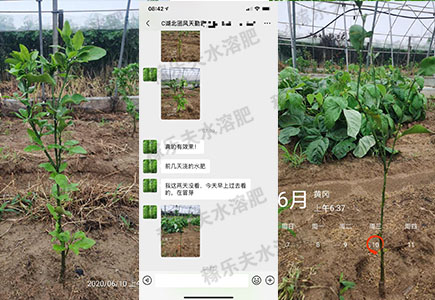湖北柑橘使用稼乐夫水溶肥效果反馈