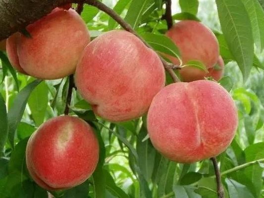 桃树怎么施肥？
