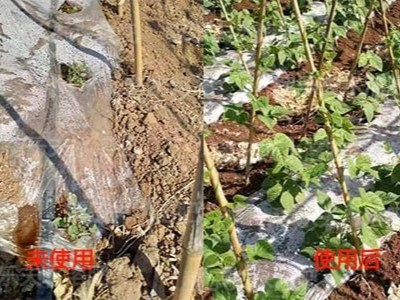 豆角水溶肥哪家好?