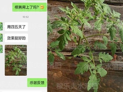 番茄微生物菌剂哪家好?​