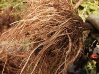 番茄苗上用什么微生物肥料长势好？