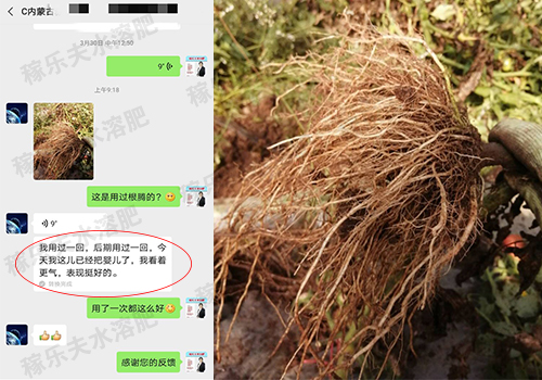 内蒙古赤峰番茄种植户海经理