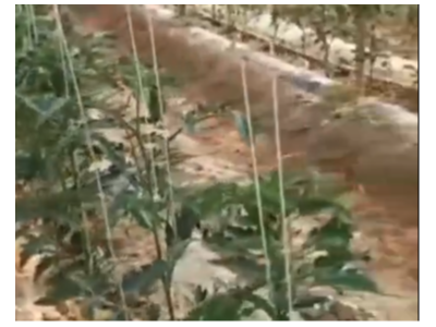 番茄微生物肥料厂家选择什么肥料好？
