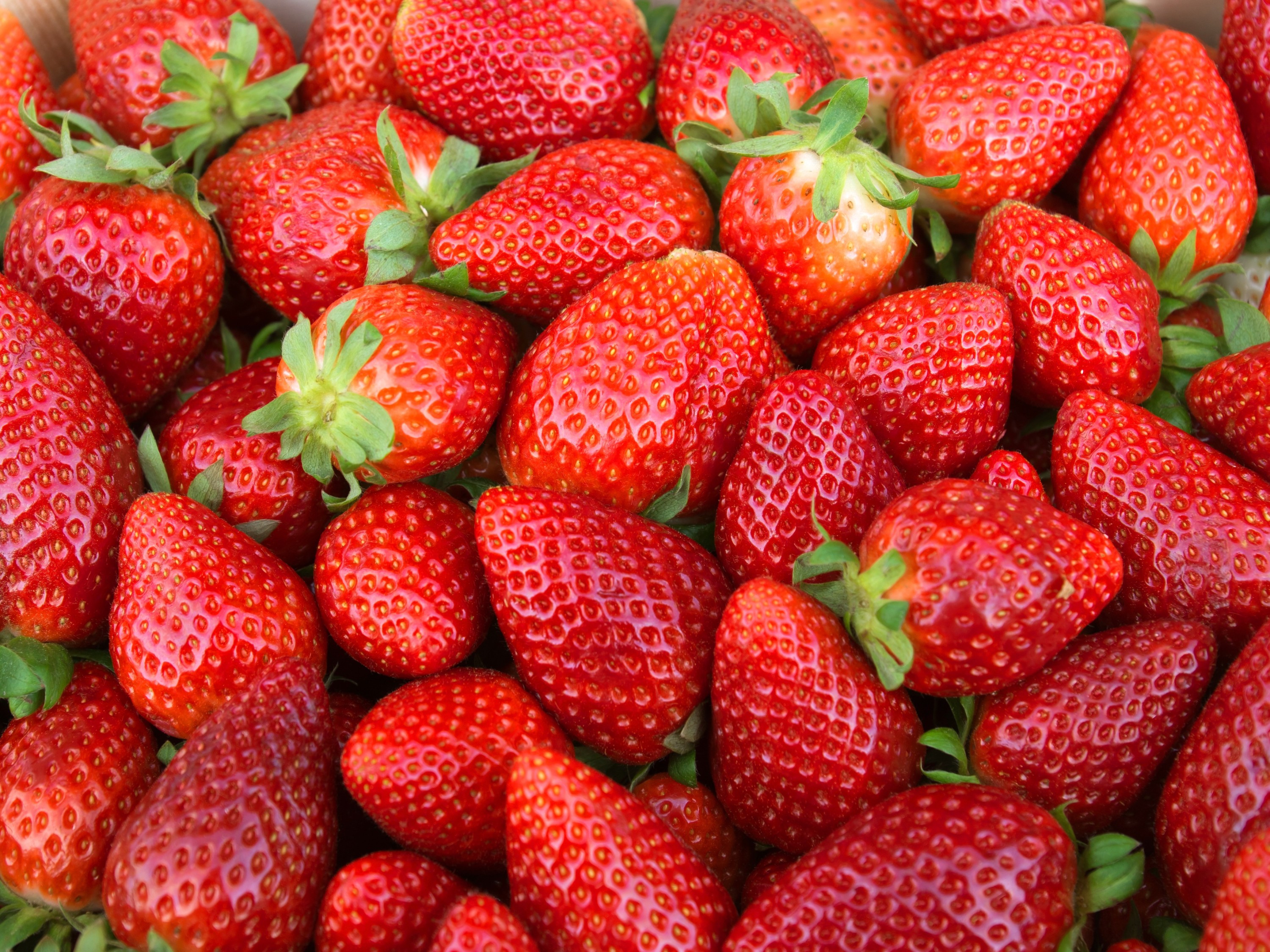 冬季大棚草莓怎么管？7大核心技术要点，控温保湿促高产