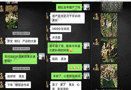 用过稼乐夫肥料的大姜增产增收
