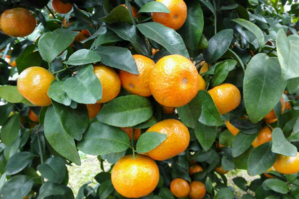 柑橘树使用稼乐夫水溶肥长势好