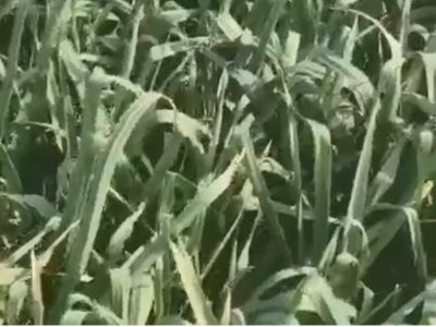 大蒜生根肥选择什么肥好？