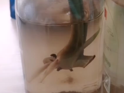 什么微生物肥料生根效果好?