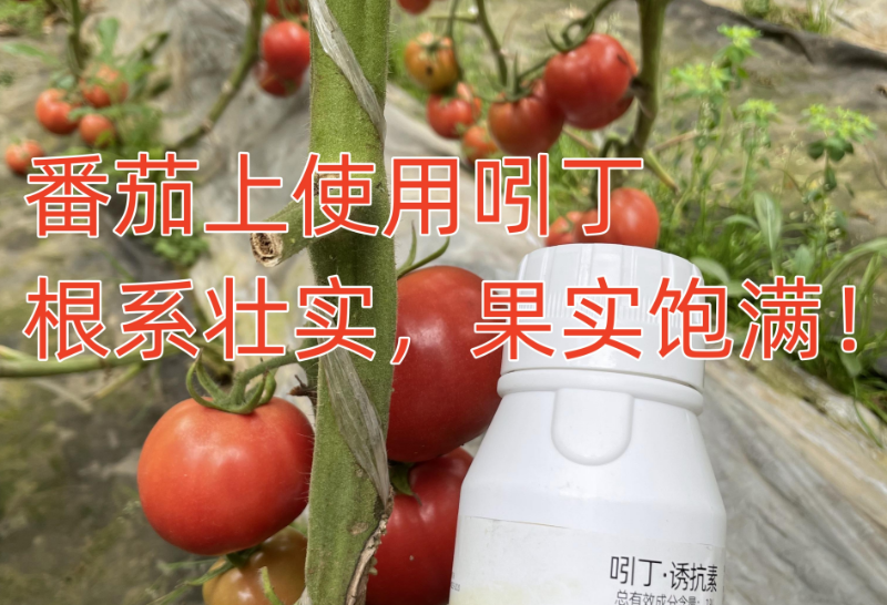 番茄使用吲丁效果好
