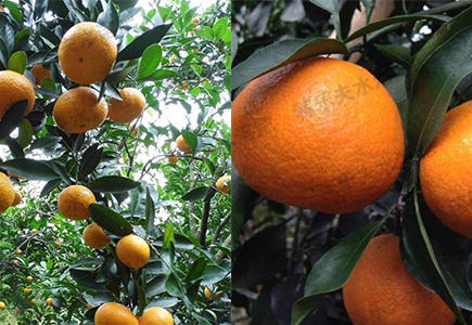 柑橘橙子施肥效果反馈
