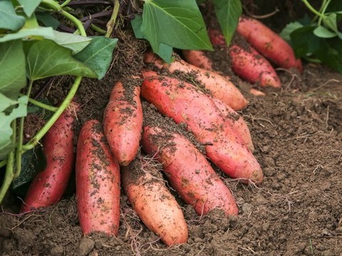 红薯栽种后如何追肥？