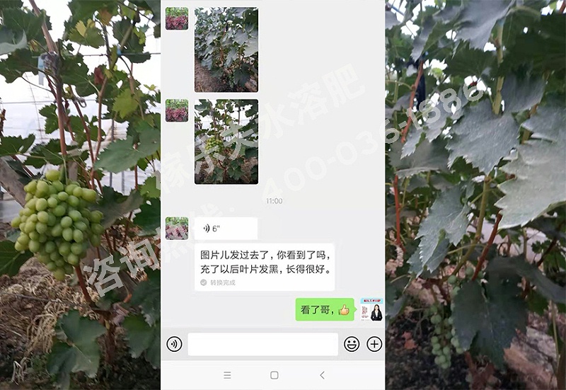 山东聊城葡萄种植户张经理
