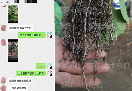 黄瓜生根微生物菌剂哪家好?