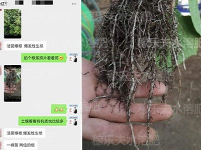 什么牌子的生根微生物肥料用在黄瓜上表现好?