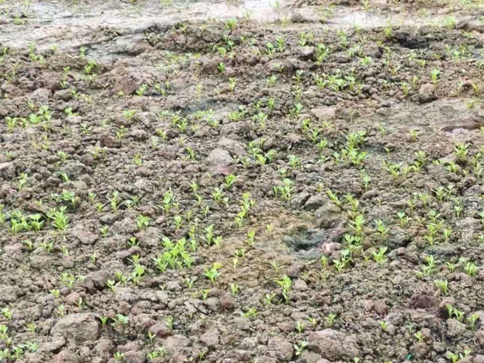 芹菜苗长得慢是什么原因?