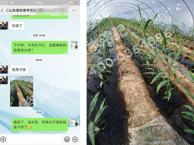 大姜促进快长怎么施肥?