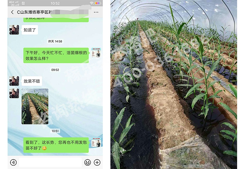 山东潍坊大姜种植户孙经理
