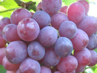 葡萄全程使用什么肥料长势好?