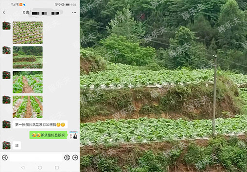 烟草上施用稼乐夫微生物菌剂效果