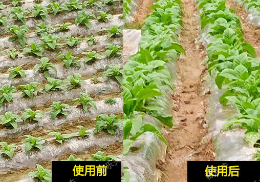 烟草上施用稼乐夫根腾活菌爆根前后对比,稼乐夫微生物菌剂