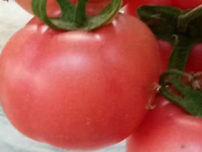 番茄用肥选择什么厂家的肥料好？