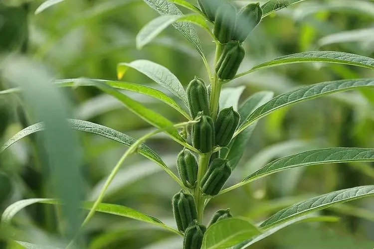 芝麻使用稼乐夫水溶肥长势好