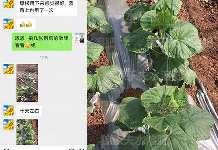 黄瓜微生物菌剂哪家好?