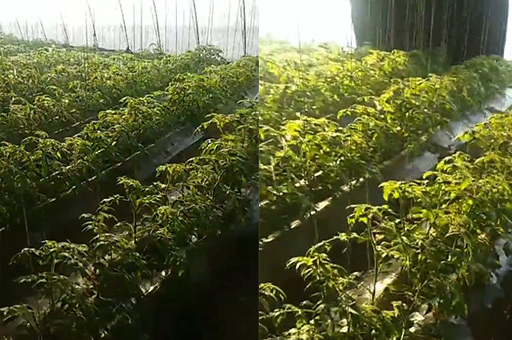 圣女果小番茄苗上使用稼乐夫肥料效果,稼乐夫肥料厂家