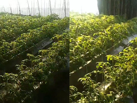 圣女果小番茄苗上使用稼乐夫肥料效果,稼乐夫肥料厂家