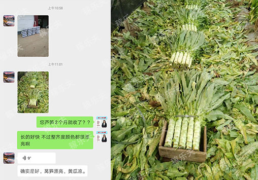 莴笋上使用哪家水溶肥好?河北孙经理认可稼乐夫水溶肥!