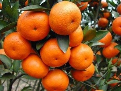 柑橘上使用稼乐夫水溶肥