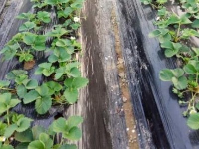 种植草莓怎么快速生根?