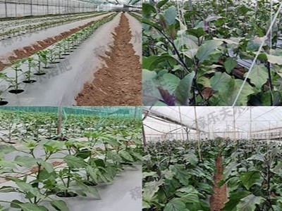 大棚蔬菜怎样种植才能高产？