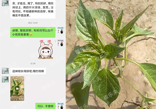 辣椒苗长势效果好选择什么厂家肥料好?