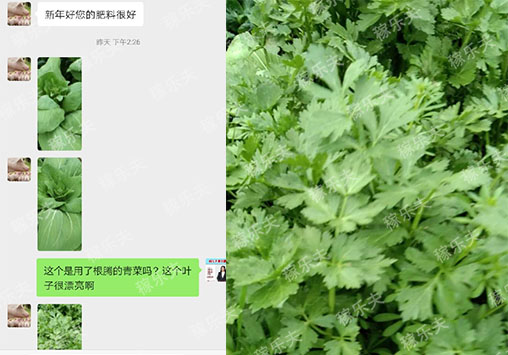 芹菜长势好应该怎么用肥,稼乐夫微生物菌剂