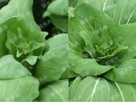 青菜怎么种植长得快，听听游大哥怎么说