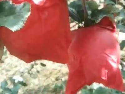 苹果树上用什么牌子肥料品质好?