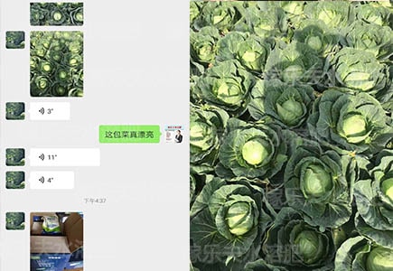 包菜用什么牌子肥料长势旺?推荐稼乐夫微生物菌剂