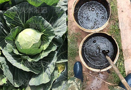 包菜施肥用什么微生物菌剂好?