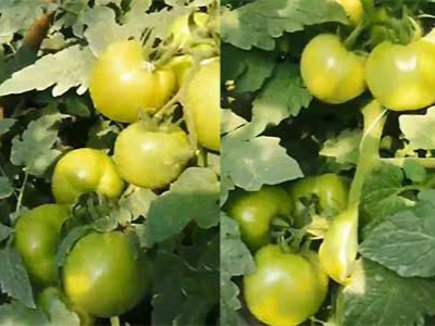 四川番茄施用稼乐夫水溶肥效果反馈,水溶肥