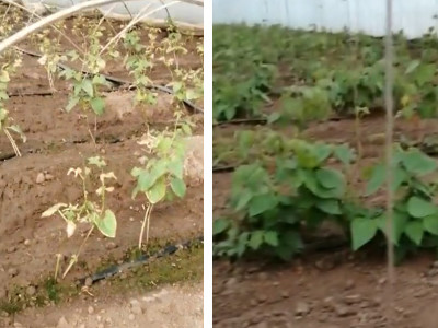 豆角苗上使用了未腐熟的农家肥怎么办?
