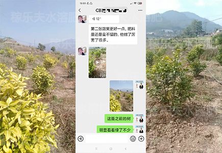 柑橘怎么施肥效果好?