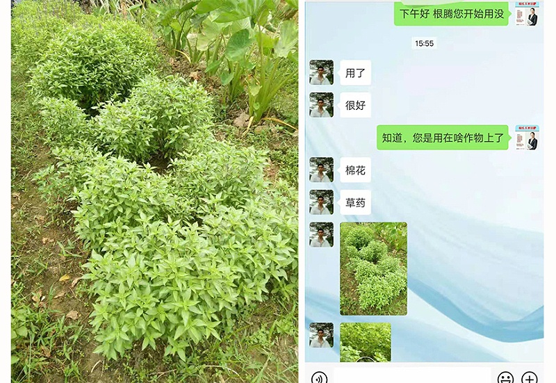 广西肇庆种植户陈哥